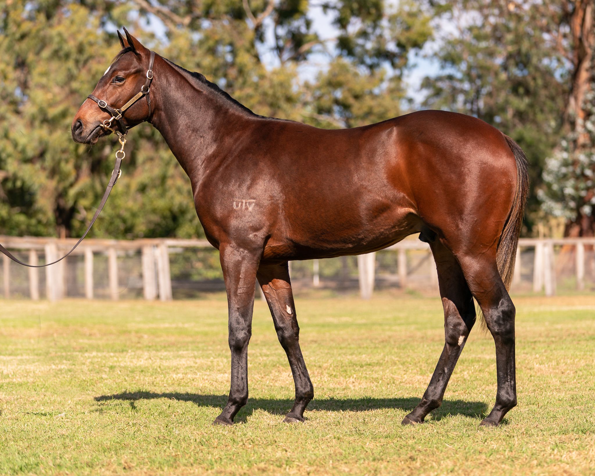 Charge Forward x Delightful Attire Colt joins stables